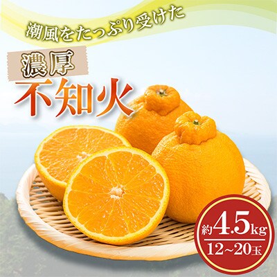 潮風をたっぷり受けた濃厚不知火 12～20玉(約4.5kg)(水俣市)