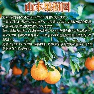 潮風をたっぷり受けた濃厚不知火 12～20玉(約4.5kg)(水俣市)