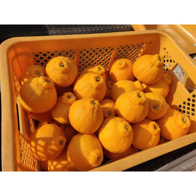 潮風をたっぷり受けた濃厚不知火 7～10玉(約2kg)(水俣市)