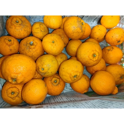 【訳あり】ご家庭用 濃厚不知火 25～40玉(約8.5kg)(水俣市)