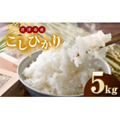 【令和7年度産】君津市産こしひかり　精米　5kg×1袋