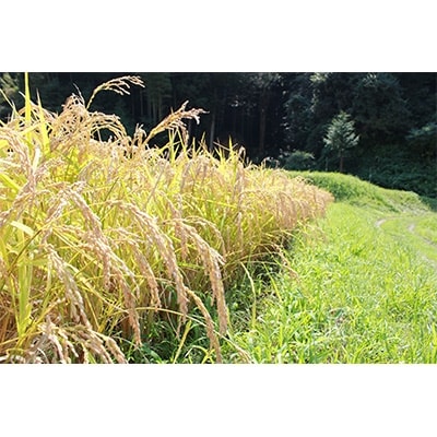 【新品種】千葉・粒すけ 10kg(大つぶ)
