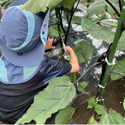 【会員制貸農園お試し】 「カズサ愛彩ガーデンファーム」季節の野菜収穫体験クーポン