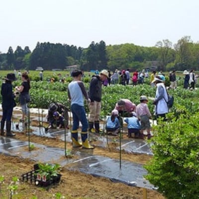 会員制 貸農園 「カズサ愛彩ガーデンファーム」 年間会員権(5坪相当)