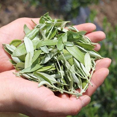 東京オリーブティー(グリーン)粉末40g × 3個セット 240杯分