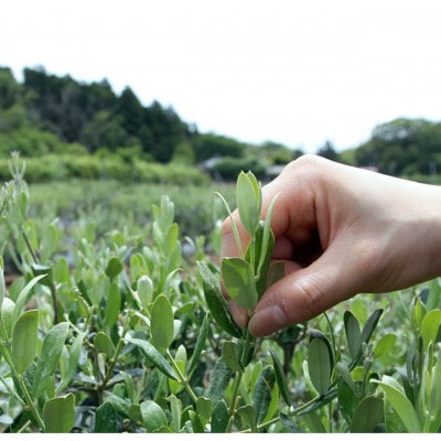 東京オリーブティー(グリーン)粉末40g × 3個セット 240杯分