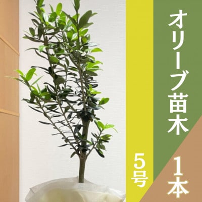 千葉県君津産 ご家庭用 オリーブ 苗木 1本(5号 50cm～)