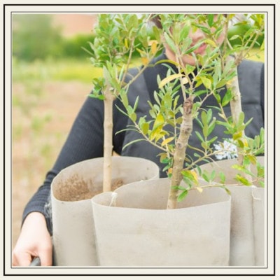 千葉県君津産 ご家庭用 オリーブ 苗木 1本(5号 50cm～)