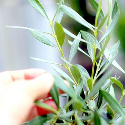 千葉県君津産 ご家庭用 オリーブ 苗木 1本(5号 50cm～)