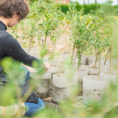 千葉県君津産 ご家庭用 オリーブ 苗木 1本(5号 50cm～)