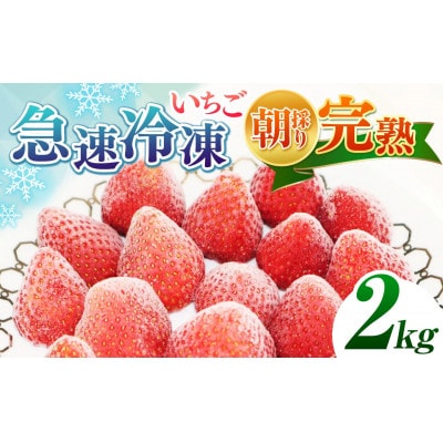 渡邉いちご園 完熟・急速冷凍いちご 2kg