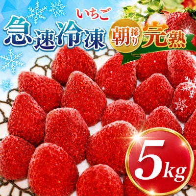 渡邉いちご園 【訳あり】完熟・急速冷凍いちご 5kg
