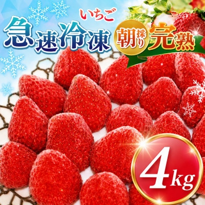 渡邉いちご園 【訳あり】完熟・急速冷凍いちご 4kg