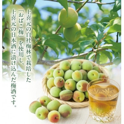 酒田の酒屋厳選　上喜元 うめしゅ　720ml×2本