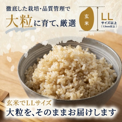 【栽培期間中農薬不使用】つや姫 玄米5kg 大粒LLサイズ以上厳選  令和8年産