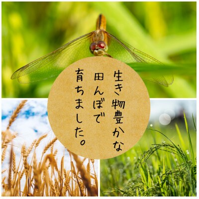 【有機JAS認証米】コシヒカリ 玄米5kg 栽培期間中農薬不使用 令和6年産
