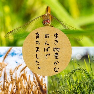 【有機JAS認証米】コシヒカリ 白米4.5kg 栽培期間中農薬不使用 令和7年産