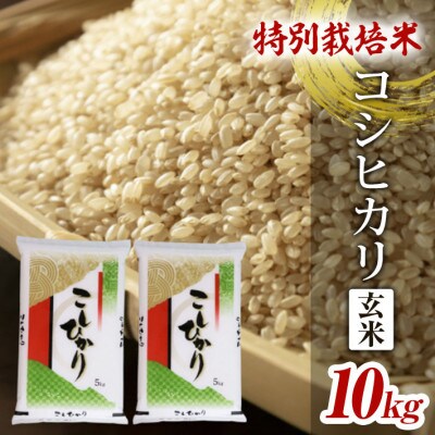 特別栽培米 一等米 コシヒカリ 玄米 5kg×2袋 計10kg