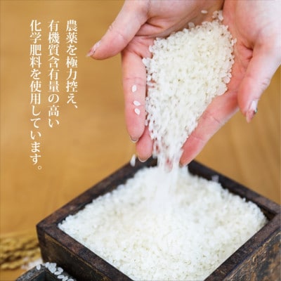 一等米 はえぬき 玄米5kg×4袋20kg
