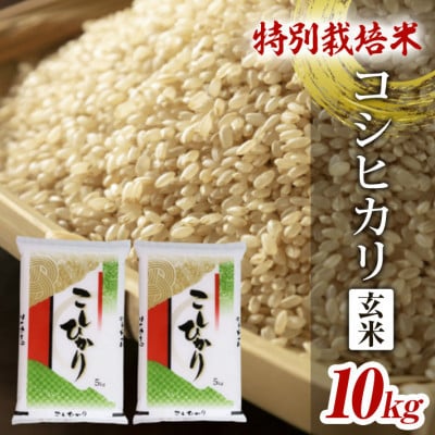 特別栽培米 コシヒカリ 玄米 5kg×2袋 計10kg