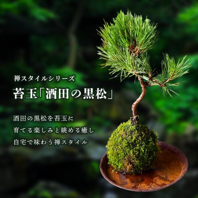 禅スタイルシリーズ　苔玉　「酒田の黒松」
