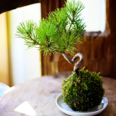 禅スタイルシリーズ　苔玉　「酒田の黒松」