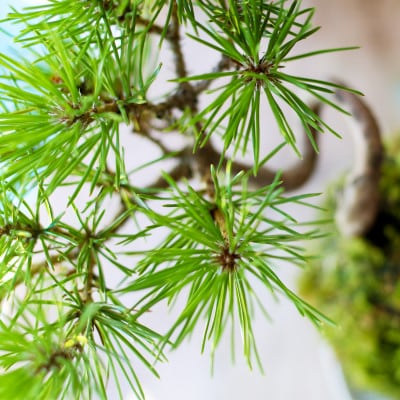 禅スタイルシリーズ　苔玉　「酒田の黒松」