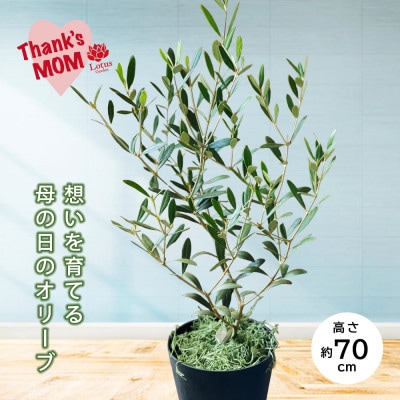 「オリーブの鉢」を育てよう。育てて楽しむ愛が実る母の日グリーンギフト