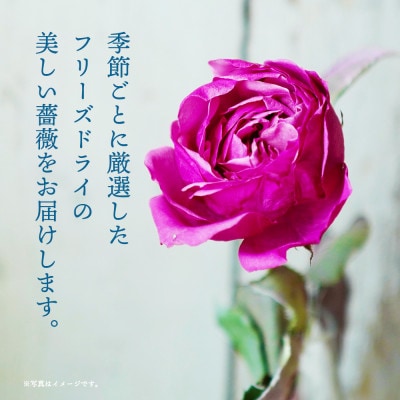 水のいらない花　ゼロフラワー「バラ1輪挿し」フリーズドライフラワーのある暮らし
