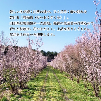 『福初』 新年に飾る山形の桜!酒田市の高橋さんの啓翁桜 70cm (年末発送)