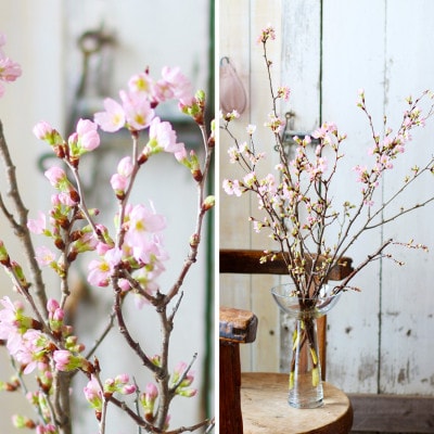 『福初』 新年に飾る山形の桜!酒田市の高橋さんの啓翁桜 70cm (年末発送)
