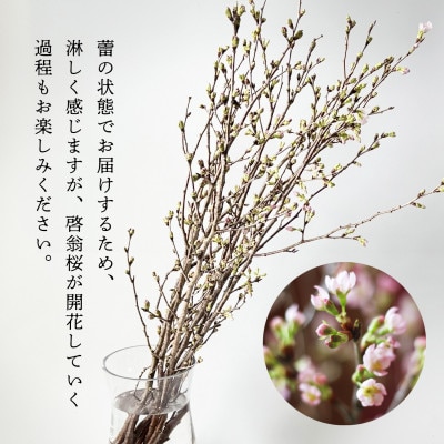 『福初』 新年に飾る山形の桜!酒田市の高橋さんの啓翁桜 70cm (年末発送)