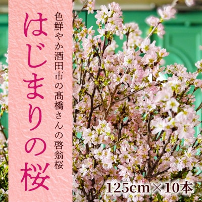 「はじまりの桜」庄内の桜!酒田市の高橋さんの啓翁桜 125cm (2026年2月中旬より発送)
