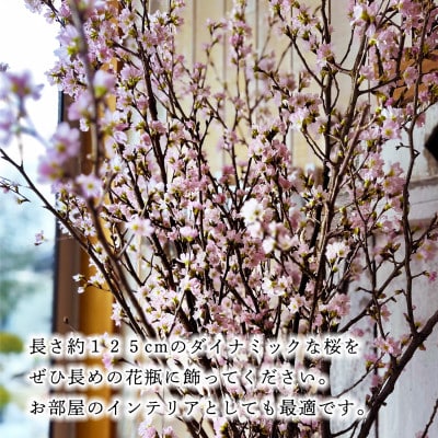 「はじまりの桜」庄内の桜!酒田市の高橋さんの啓翁桜 125cm (2026年2月中旬より発送)