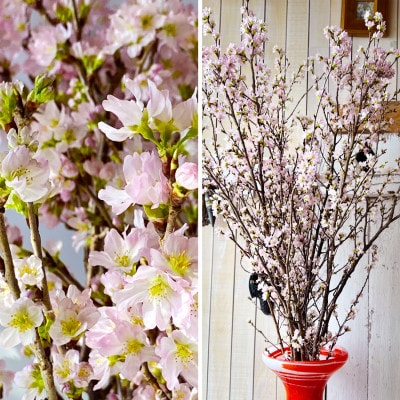 「はじまりの桜」庄内の桜!酒田市の高橋さんの啓翁桜 125cm (2026年2月中旬より発送)