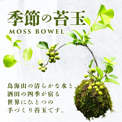 苔玉(MOSS BOWEL)季節の苔玉 「鳥海山の清らかな水と、酒田の四季が宿る、手づくり苔玉」
