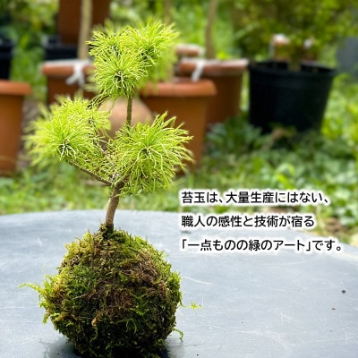苔玉(MOSS BOWEL)季節の苔玉 「鳥海山の清らかな水と、酒田の四季が宿る、手づくり苔玉」