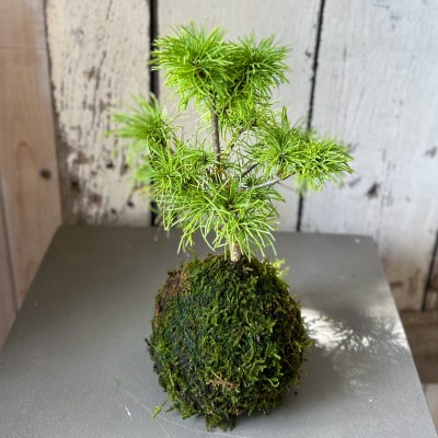 苔玉(MOSS BOWEL)季節の苔玉 「鳥海山の清らかな水と、酒田の四季が宿る、手づくり苔玉」