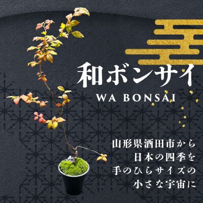 和ボンサイ(WA BONSAI)季節を感じる小さな宇宙 ふるさとから届く、小さな日本庭園