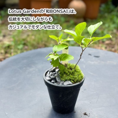 和ボンサイ(WA BONSAI)季節を感じる小さな宇宙 ふるさとから届く、小さな日本庭園