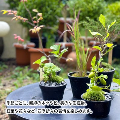 和ボンサイ(WA BONSAI)季節を感じる小さな宇宙 ふるさとから届く、小さな日本庭園