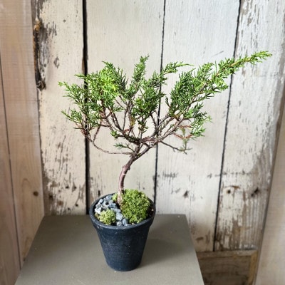 和ボンサイ(WA BONSAI)季節を感じる小さな宇宙 ふるさとから届く、小さな日本庭園