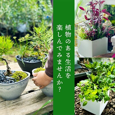 【発送月固定定期便】植物と花を育てるキットの定期便「植物の寄せ植えキット」全12回