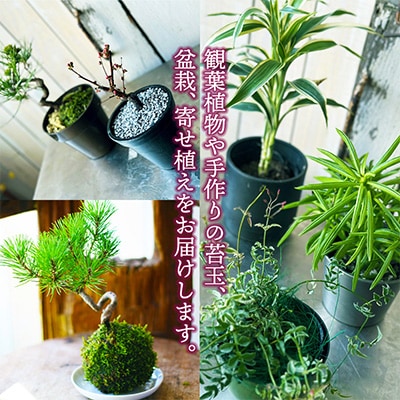 【発送月固定定期便】お花や緑の定期便 「季節の花や植物の定期便 んだの4」全4回