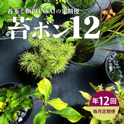 【毎月定期便】苔玉と和BONSAIの定期便 「苔ボン12」全12回
