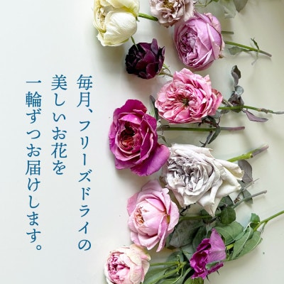 【毎月定期便】水のいらない花 ゼロフラワー定期便「花いちりん」全12回