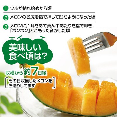 庄内砂丘メロン　アンデスメロン(赤肉)大玉2玉で3.6kg以上　つる付　化粧箱入