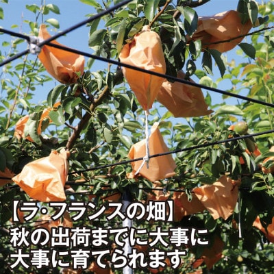 果物の女王とも呼ばれる山形県の特産品　ラ・フランス(西洋梨)約3kg 化粧箱入り