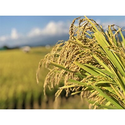 2020年4月発送開始『定期便』農家直送 はえぬき5kg×2袋 全3回