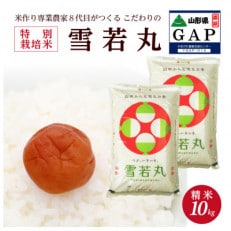 山形県酒田市　雪若丸10kg精米　令和6年産　農家直送